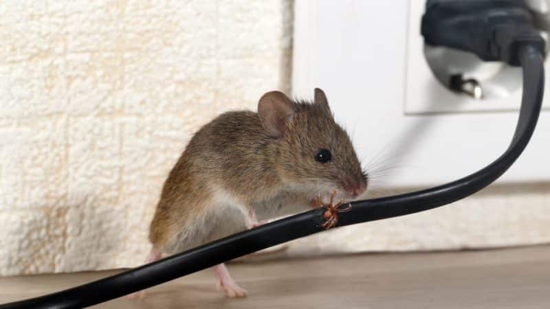לוכד עכברים